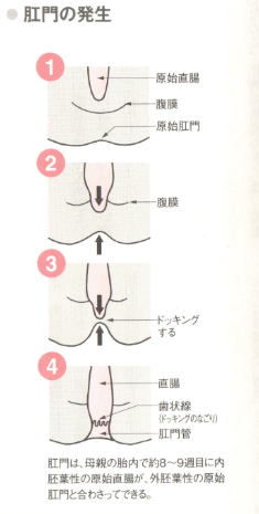 肛門の発生