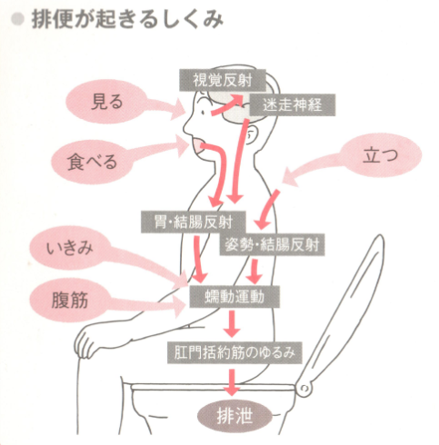 排便が起きるしくみ